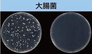 大腸菌
